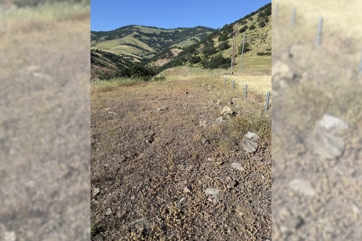 find the rattlesnake