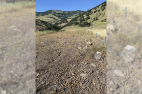 find the rattlesnake