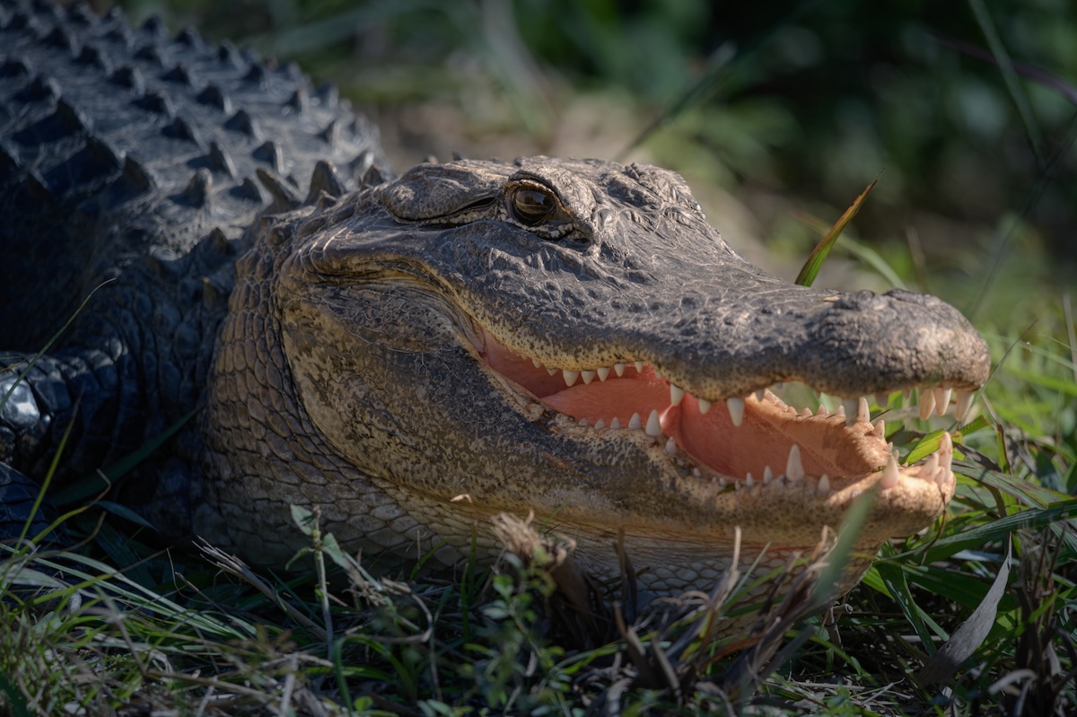 gator tried bite my face