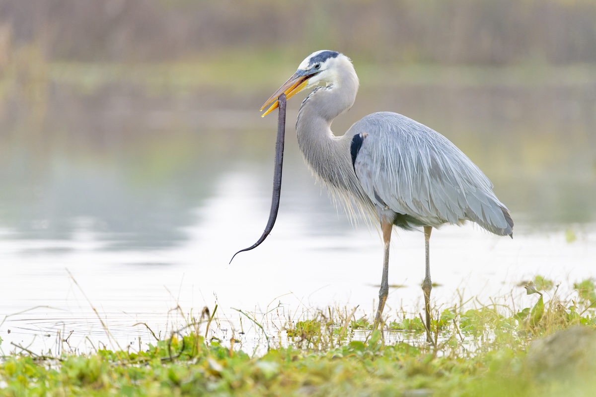 heron eel viral video