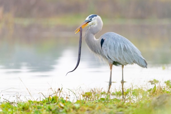 heron eel viral video