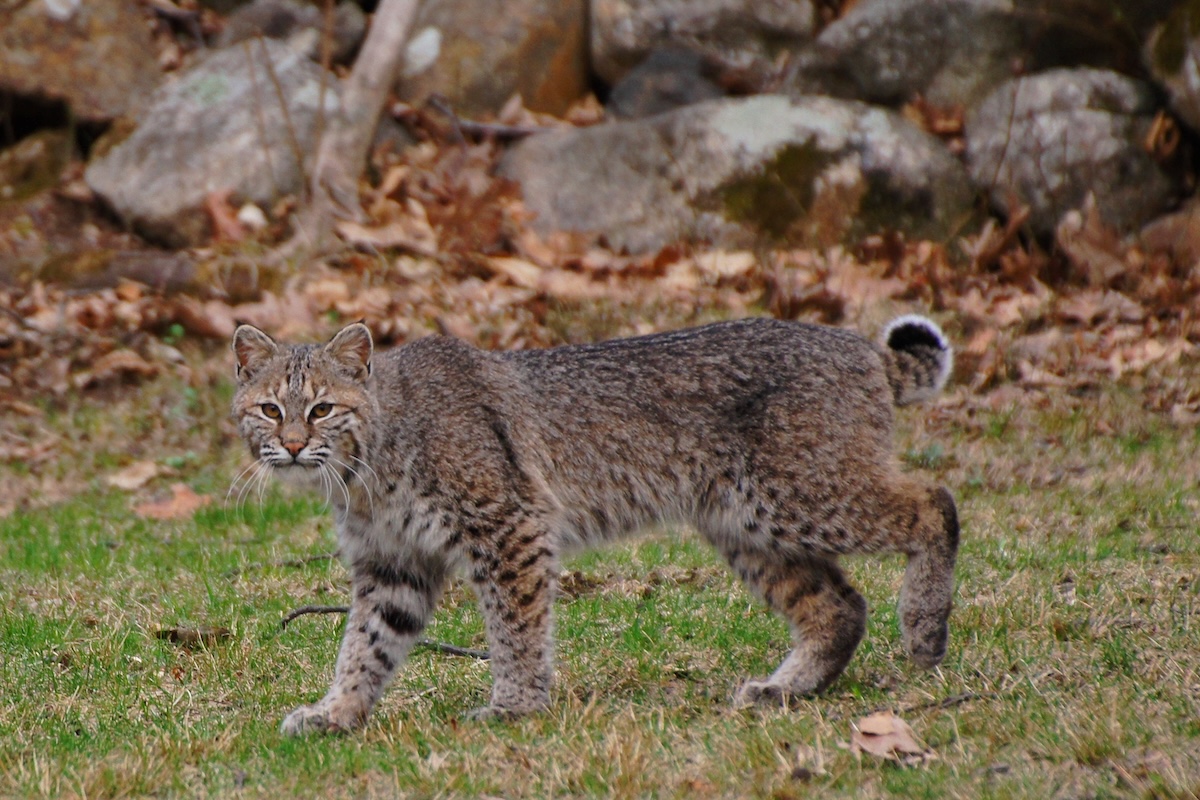 Bobcat house cat