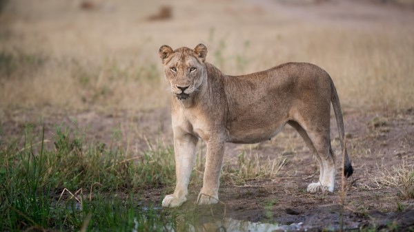 lion killed man namibia