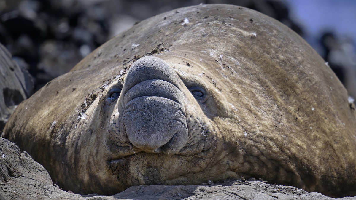 massive animal elephant seal cape town