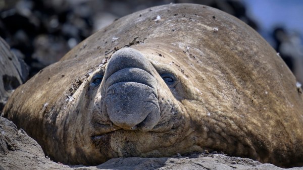 massive animal elephant seal cape town