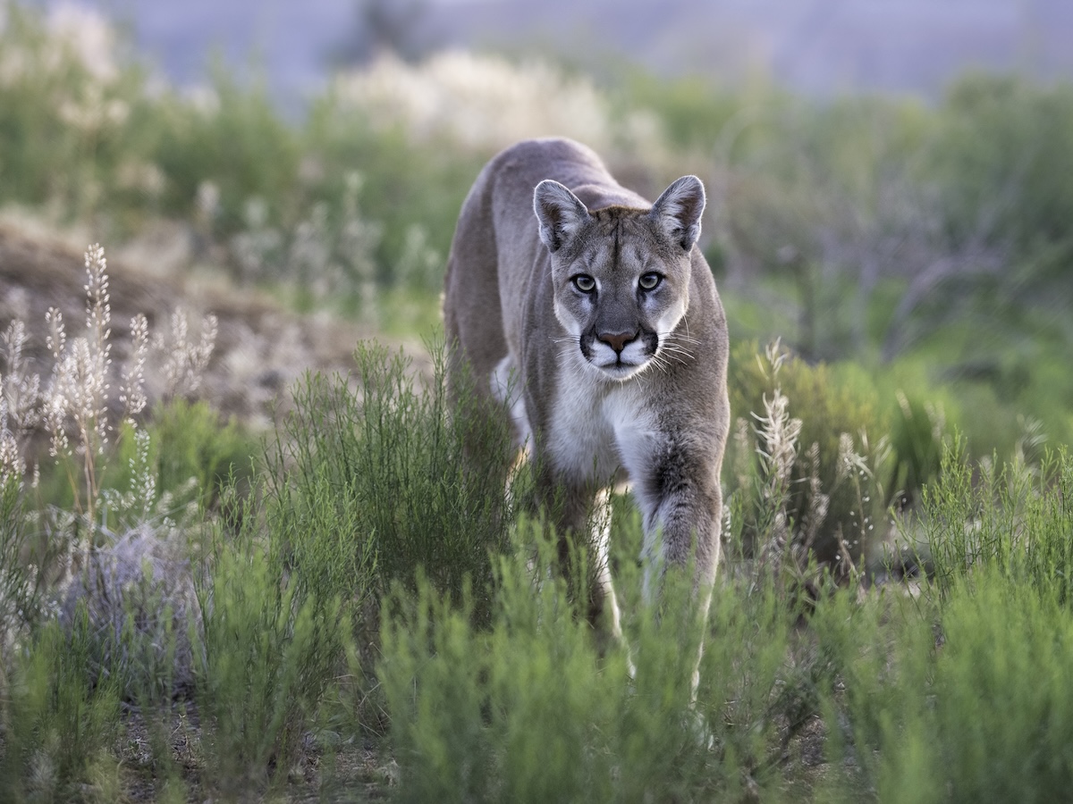Mountain Lion roofer encounter