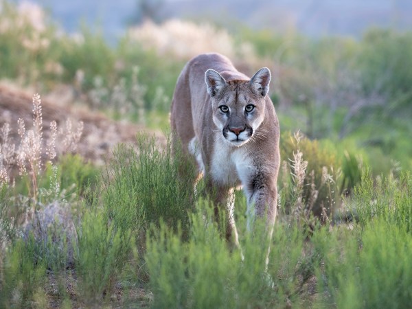 Mountain Lion roofer encounter