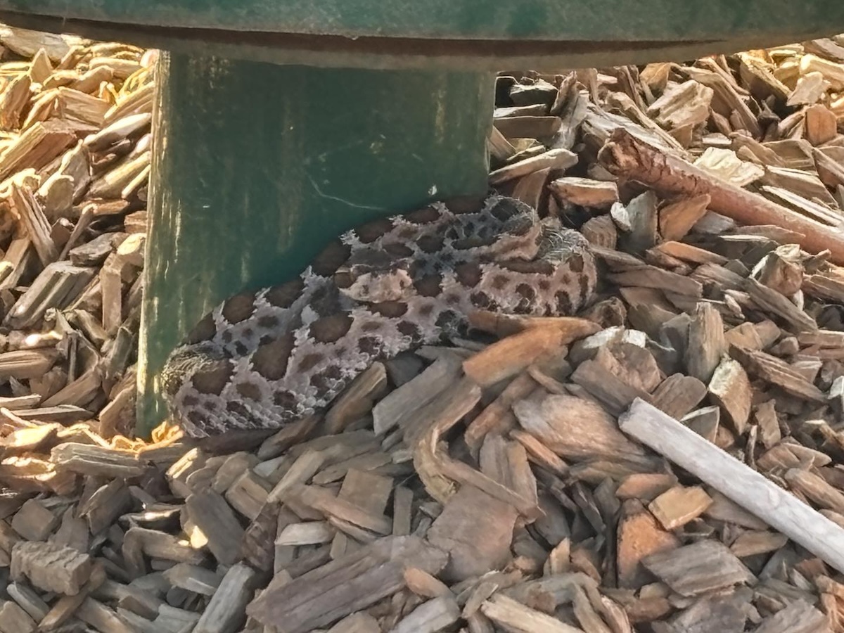 rattlesnake playground 2