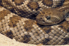 rattlesnakes pool filter