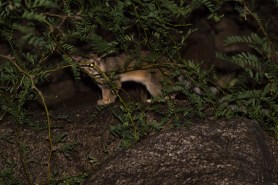 Ringtail Cat arizona