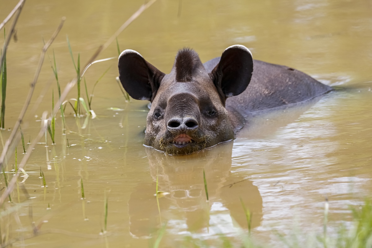 tapirs watering hole trail cam