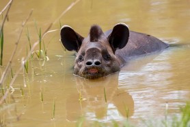 tapirs watering hole trail cam