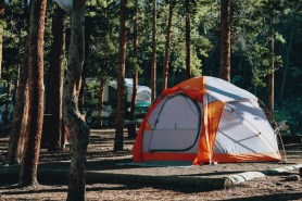 ten ban colorado bear