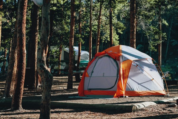 ten ban colorado bear