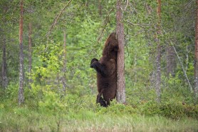 trail cam compilation