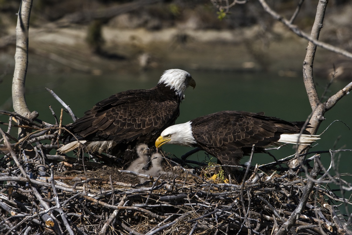 viral eaglet Sunny first flight