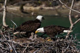 viral eaglet Sunny first flight