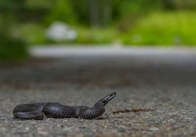 woman helps snake viral video