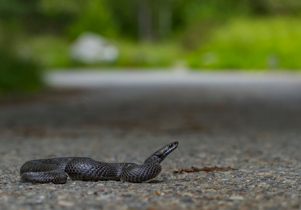 woman helps snake viral video
