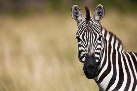 zebra rescue Tennessee