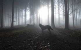 months trail cam remote wilderness