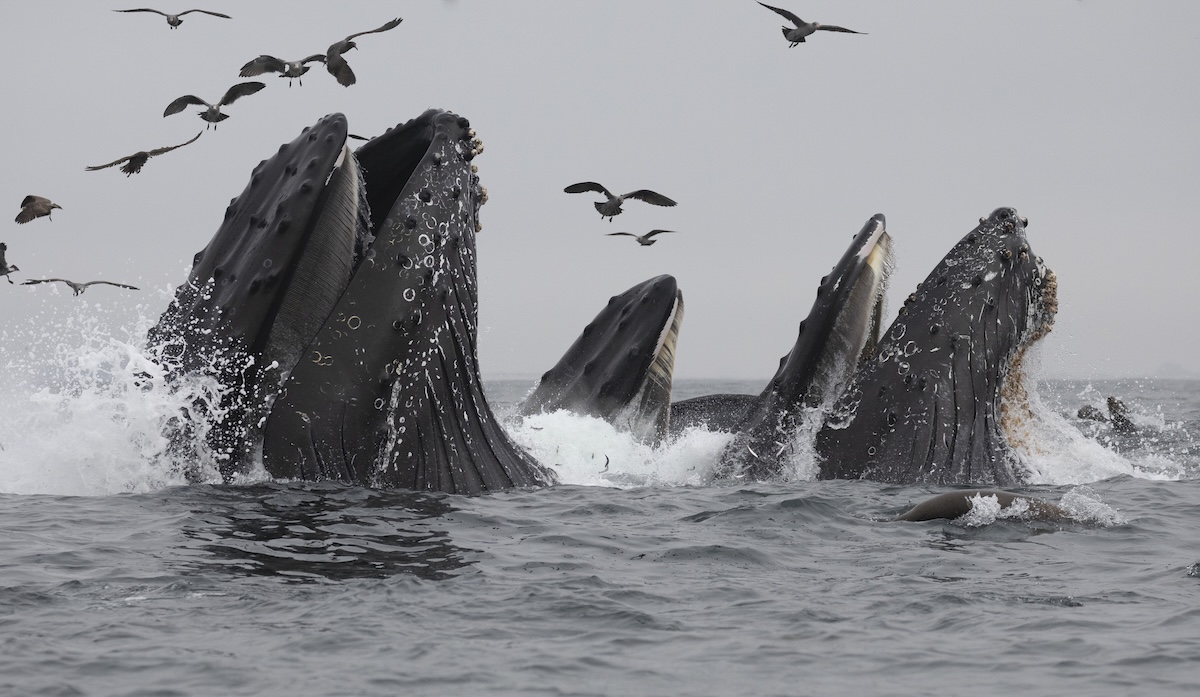 Humpback Whales lunge video