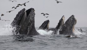 Humpback Whales lunge video