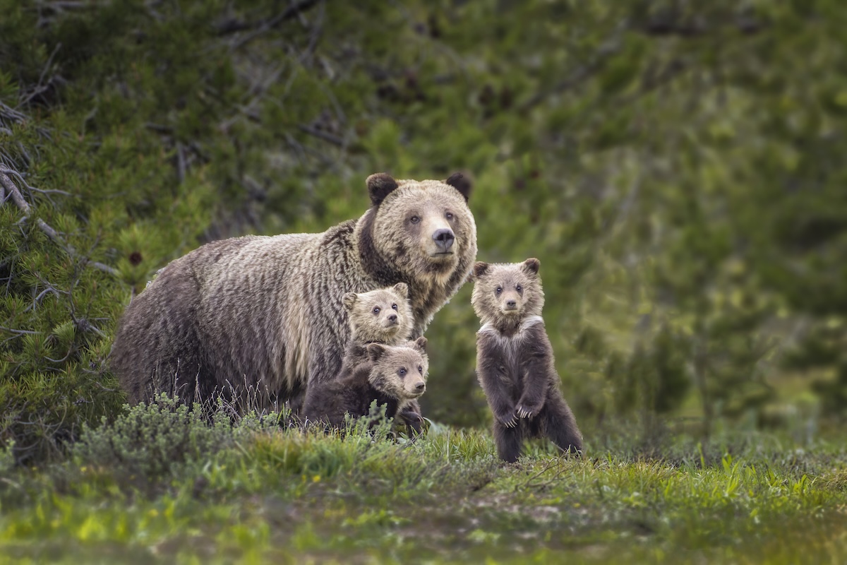 grizzly bear encounter glacier