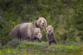 grizzly bear encounter glacier