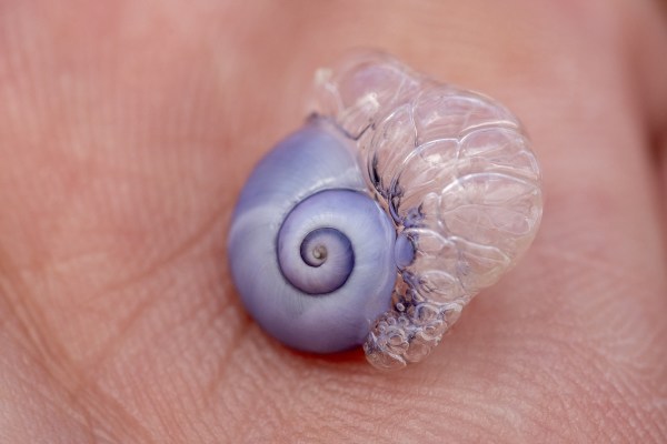 rare purple creature