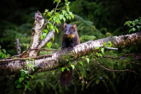 trail cams irish national park