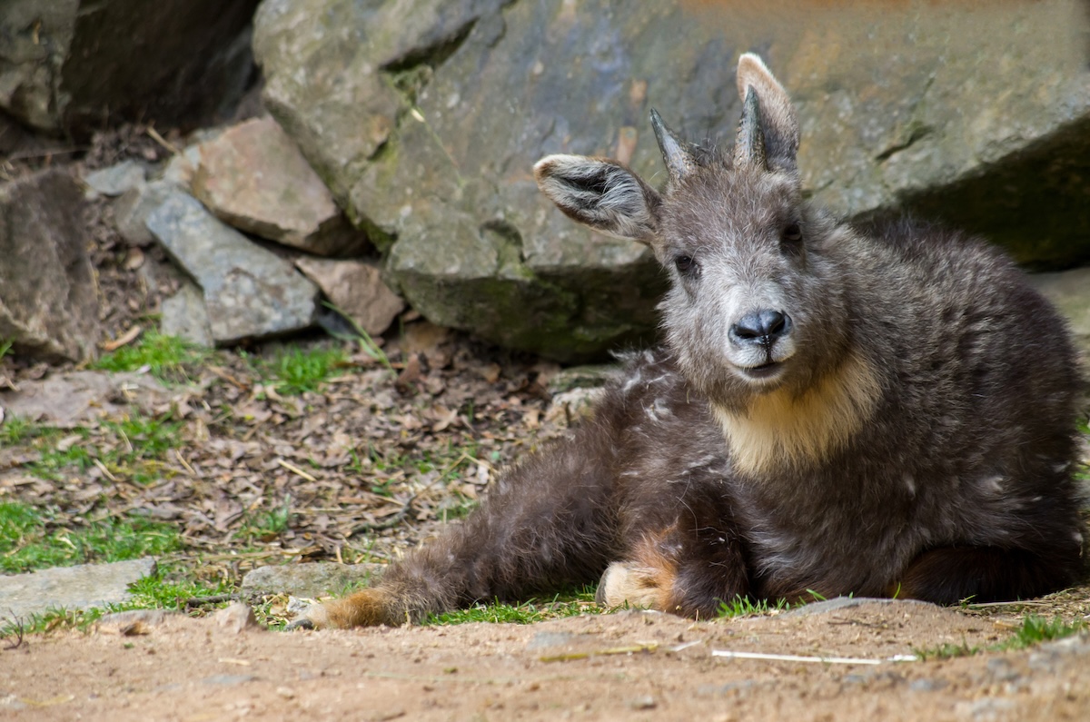 rare pegasus thailand