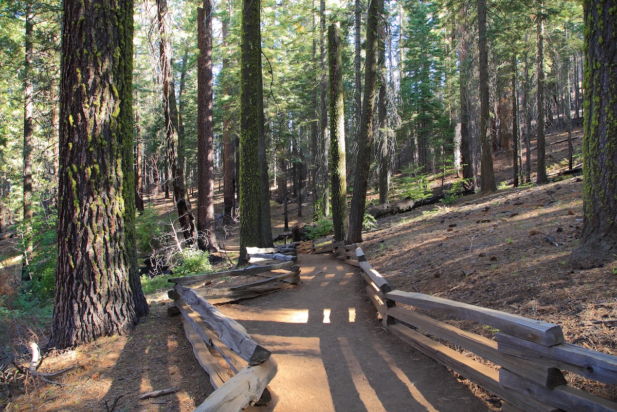 tree branch hiker yosemite