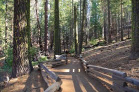 tree branch hiker yosemite