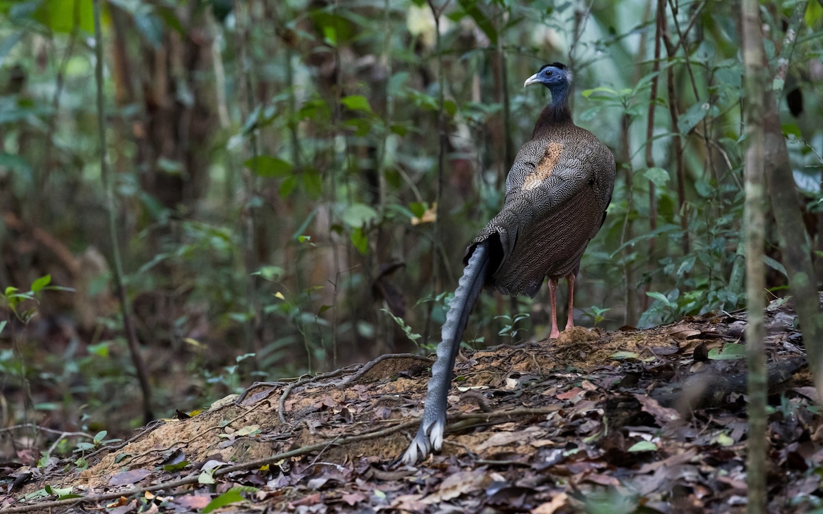 trail cam bird lizard