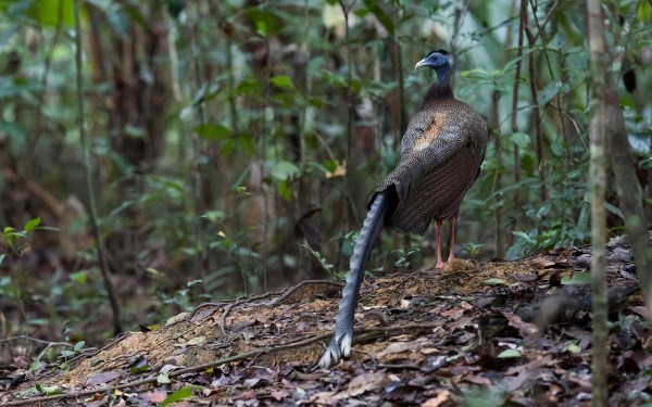 trail cam bird lizard