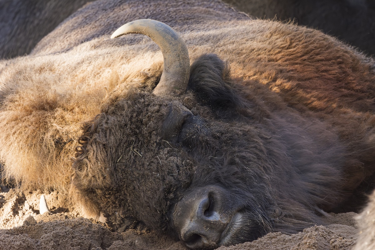 adorable bison fun facts
