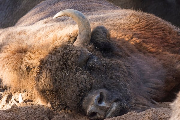 adorable bison fun facts