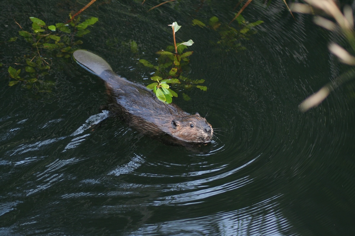 baby beaver trail cam