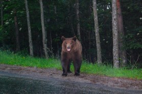 bear lunged woman selfie