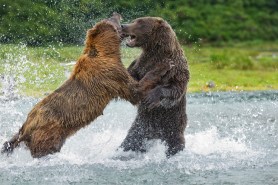 bears wrestle alaska