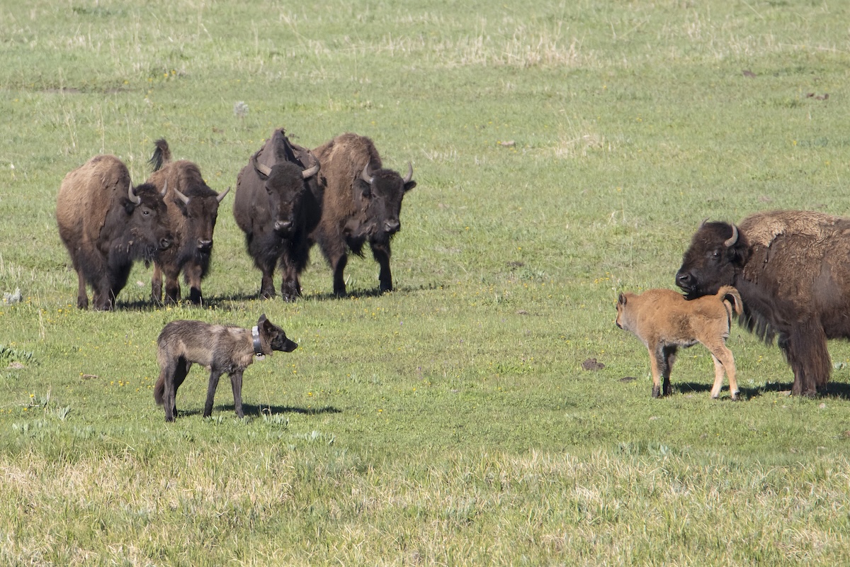 bison wolves yellowstone