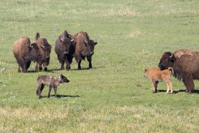 bison wolves yellowstone