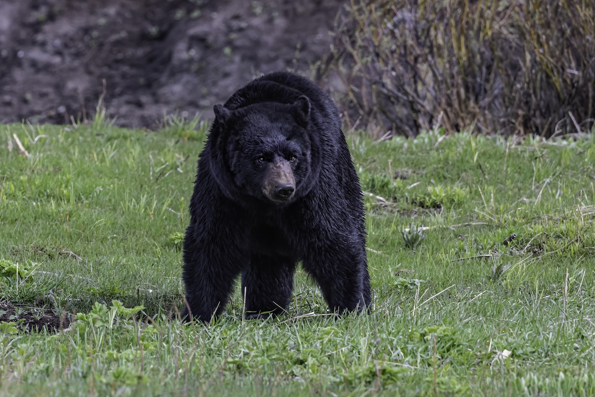 black bear yellowstone