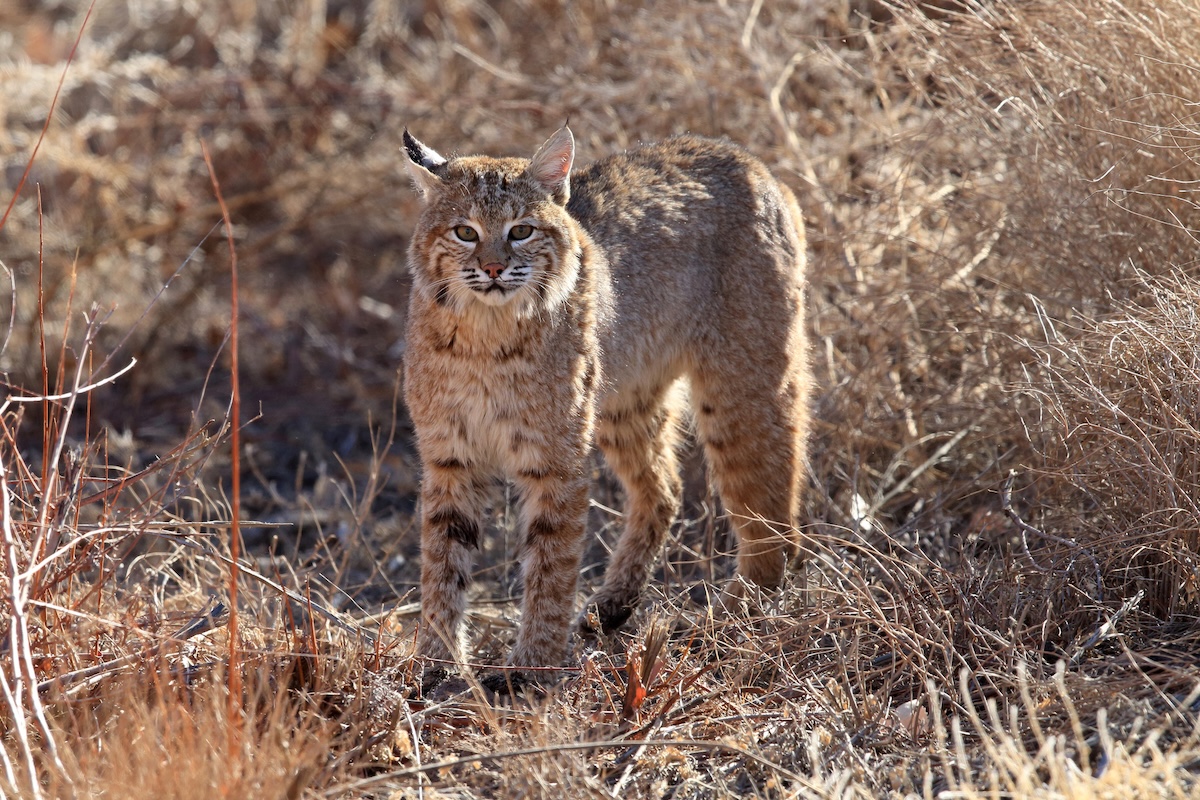 bobcat with catch hiking trail