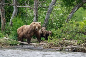 brown bear cubs wild ride