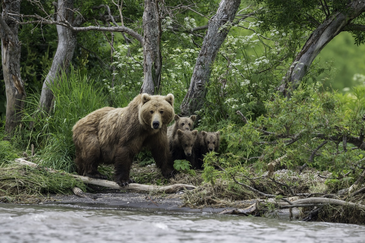 brown bear cubs wild ride