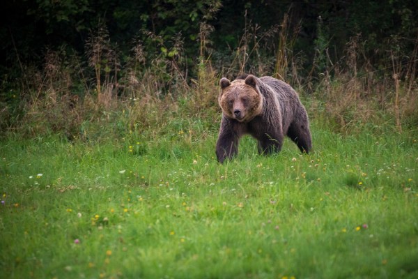 bear mauls woman attack alaska