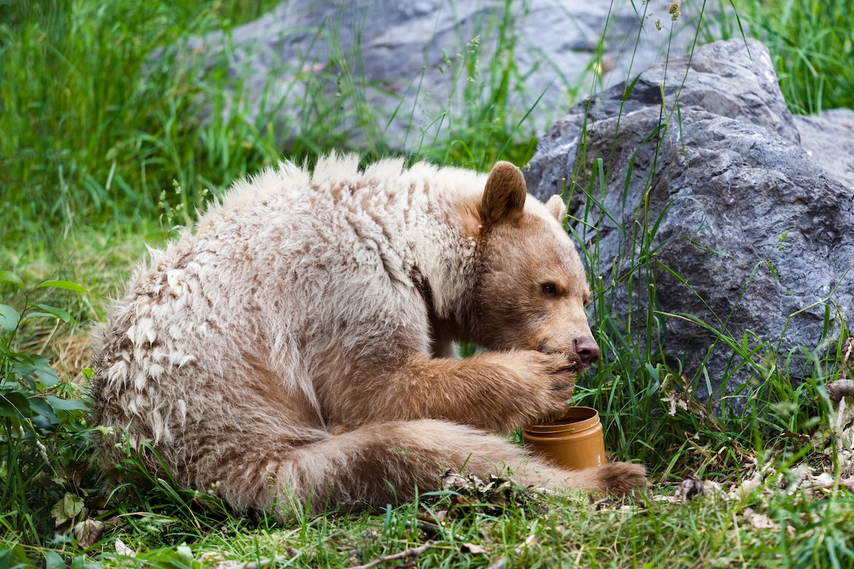 brown bears eat week's worth of honey