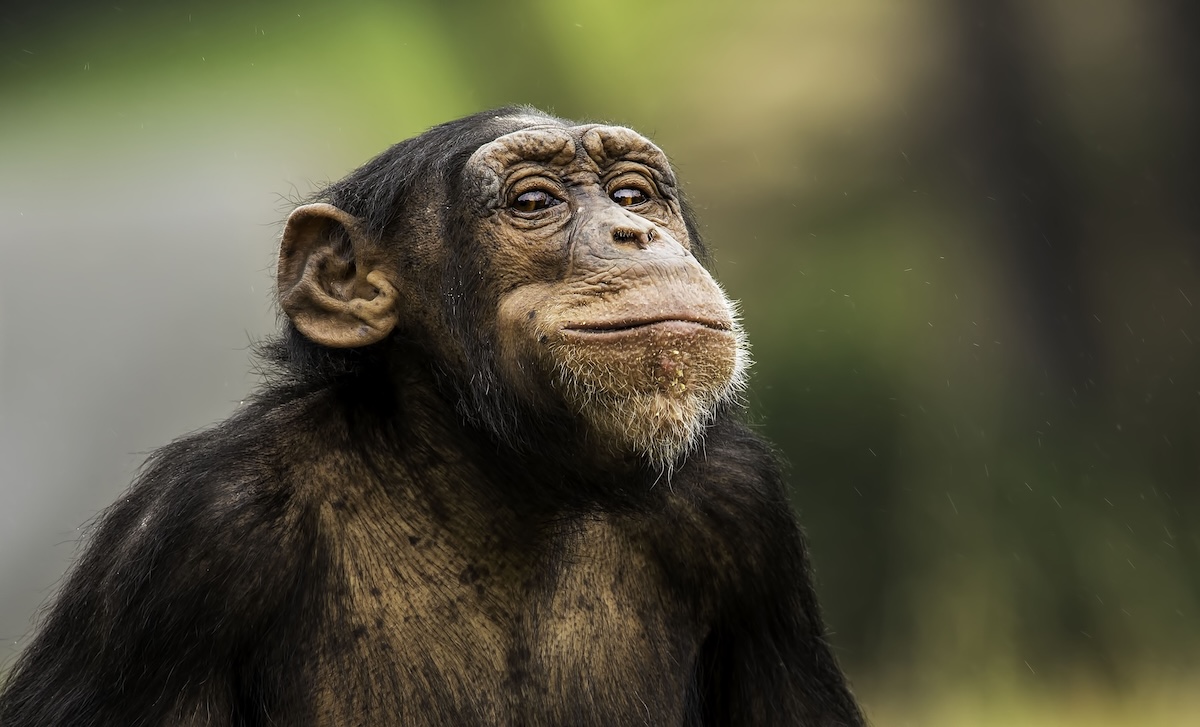 chimps grass ears